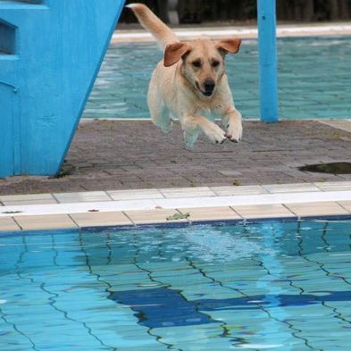 Schulhund Lana springt ins Schwimmbecken